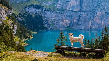 A dog stands on a bench overlooking a turquoise mountain lake surrounded by pine trees. HD wallpaper