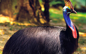 Southern cassowary species, Extraordinary bird survivors, Ostrich and emu comparison, Impressive size and weight HD wallpaper
