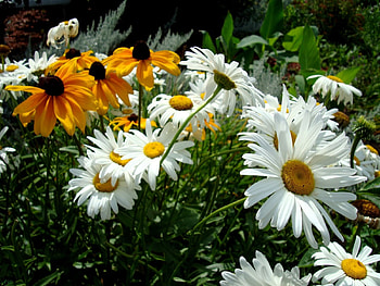 Daisies, summer, daisy, flower, graph, bloom, blossom HD wallpaper