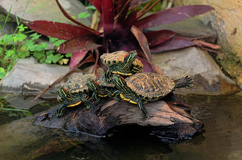 Animals, Water, Turtles, Wood, Lot, Piece Of Wood HD wallpaper
