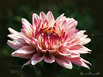 Plants, Flowers HD wallpaper