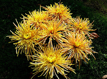 Flowers, Grass, Chrysanthemum HD wallpaper