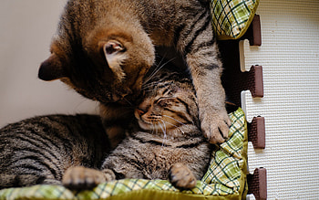 Animals, Cat, Kitty, Kitten, Couple, Pair, To Lie Down, Lie, Care HD wallpaper