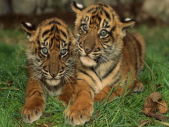 Babies tigers, tigers, animals HD wallpaper