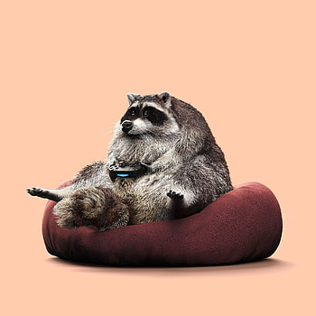 Funny, Gamer, Miscellanea, Miscellaneous, Play, Raccoon, Joystick, Controller, Gamepad HD phone wallpaper