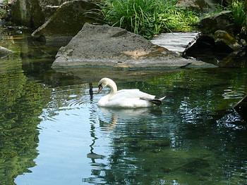 Animals, Birds, Swans HD wallpaper