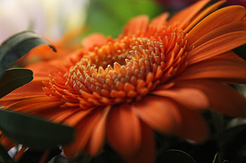 Macro, Petals, Gerbera HD wallpaper