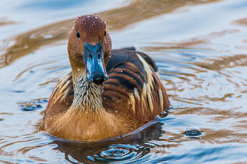 Animals, Water, Bird, Duck, To Swim, Swim, Mallard HD wallpaper