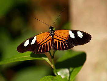 This is a Nice Place to Stand, shadow, stem, butterfly, green, orange HD wallpaper