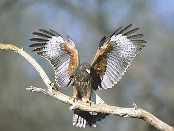 Animals, Bird, Branch, Wings, Hawk HD wallpaper