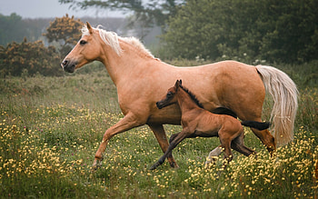 Horses, foal, running, animals HD wallpaper