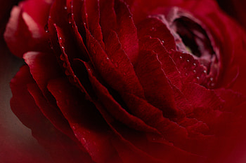 Drops, Flower, Macro, Rose Flower, Rose, Bud HD wallpaper
