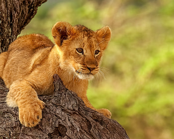 Lion cub, cute, animal HD wallpaper