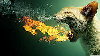 Dragon Kitty HD wallpaper