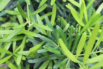 Flowering plant, Herb leaf, Rosemary shrub, Rock samphire HD wallpaper
