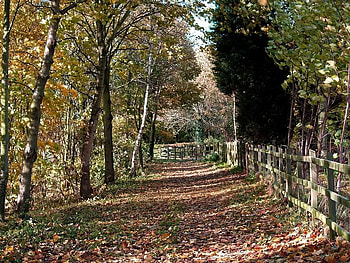 Ferry Meadows, Peterborough, trees, leaves, path, fence HD wallpaper