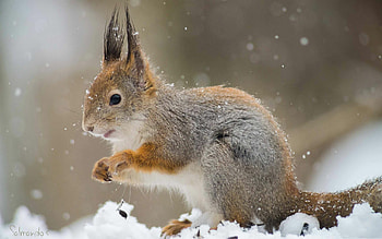 Best squirrel , Mac device compatible, , High quality HD wallpaper