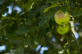 Nature, Leaves, Apples, Branches, Fruit HD wallpaper