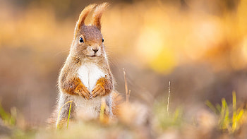 Brown White Squirrel Is Standing In Blur Background Squirrel HD wallpaper