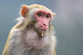 Animal, Macaque, Monkey, Rhesus Macaque HD wallpaper