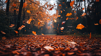 Serene Fall Weather in Ultra, fall weather, Autumn, leaf, forest, nature HD wallpaper