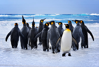 King penguin at beach, animals HD wallpaper