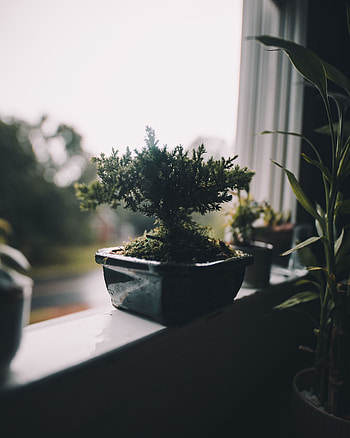 Flowers, Window, Indoor Plant, Houseplant, Pot HD phone wallpaper