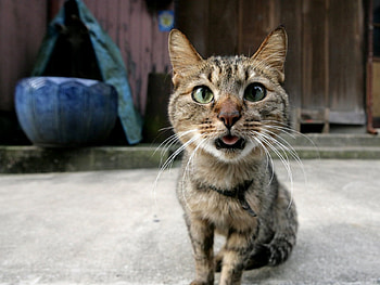 Animals, Cat, Muzzle, Sight, Opinion HD wallpaper