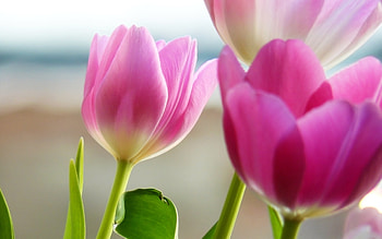 screen savers: Spring Screensavers And HD wallpaper