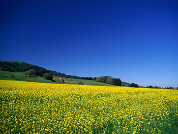 Landscape, Fields HD wallpaper