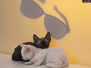 Black and White, black kitten, white kitten HD wallpaper
