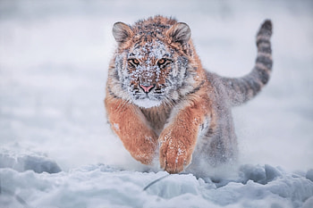 Siberian Tiger In Snow, siberian-tiger, tiger, animals, snow, winter HD wallpaper