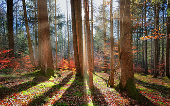 Sunbeams in Forest, shadows, autumn, sunbeams, forest HD wallpaper