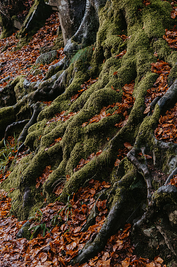 Nature, Autumn, Leaves, Wood, Tree, Moss, Roots HD phone wallpaper