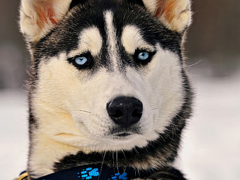 Animals, Dog, Muzzle, Husky, Blue Eyed, Blue-Eyed HD wallpaper