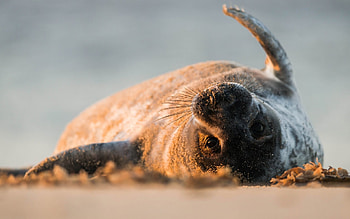 Playful seal , Animal , Adorable creature, Fun-loving HD wallpaper