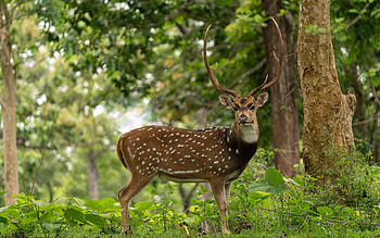 Stag, animal, tree, deer HD wallpaper