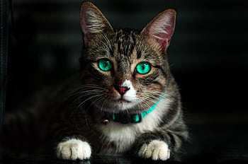 A detailed close-up of a tabby cat with striking green eyes, showcasing its whiskers. HD wallpaper
