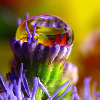 drop, colorful, keefers, macro HD wallpaper