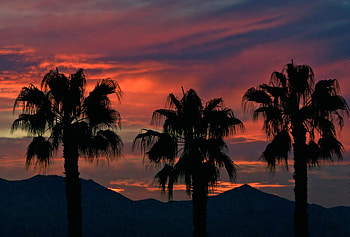 Sunset, landscape, palm tree, arizona HD wallpaper