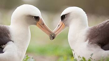 Close-up albatross, Unique beak structure, Captivating bird portrait, Wildlife wonder HD wallpaper
