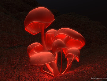 Fantasy, Mashrooms HD wallpaper