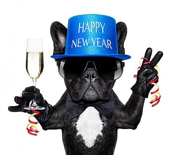 Happy New Year!, blue, dog, animal, white, sunglasses, glass, pug, funny, hat, new year, caine HD wallpaper