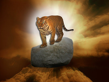 tigerstone, stone, tiger HD wallpaper