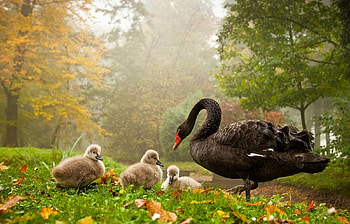 Birds, Animals, Swans HD wallpaper