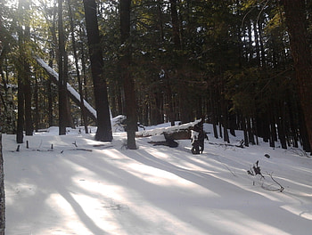 ~~; Frozen Shadows ;~~, winter, trees, shadows, snow HD wallpaper