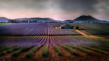 Lavender farm, landscape HD wallpaper