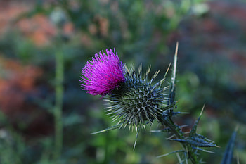 Flowers, Flower, Thorns, Prickles, Thistle HD wallpaper