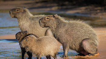 Family, Capybaras HD wallpaper
