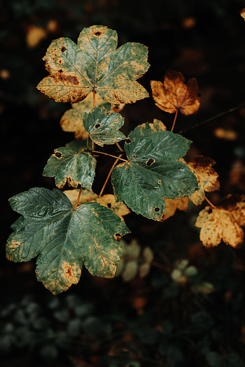 Leaves, Plant, Macro, Dry HD phone wallpaper